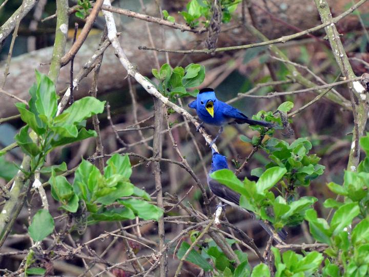 Black-naped Monarch