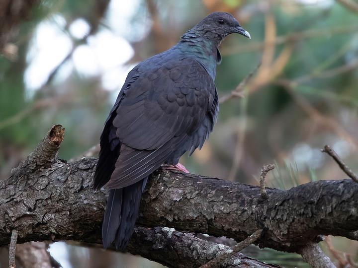 Black Wood Pigeon