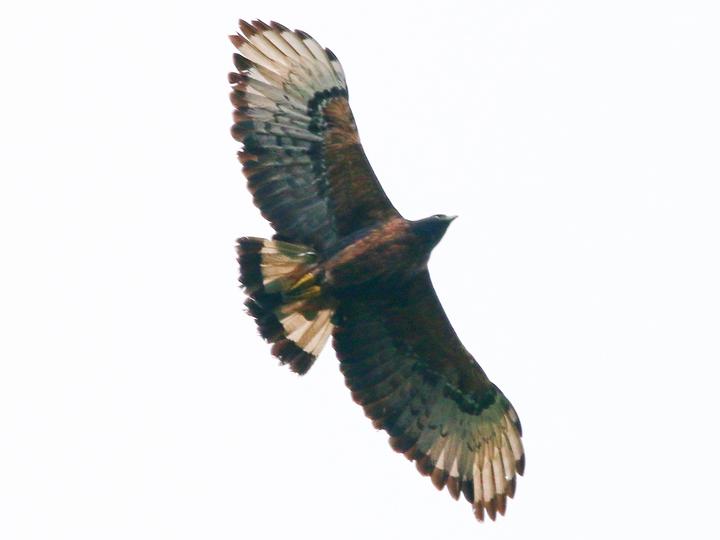 Black-and-chestnut Eagle