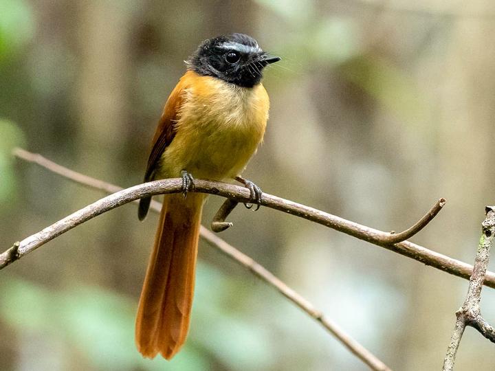 Black-and-cinnamon Fantail