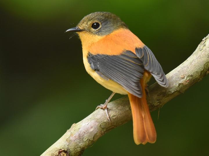Black-and-orange Flycatcher