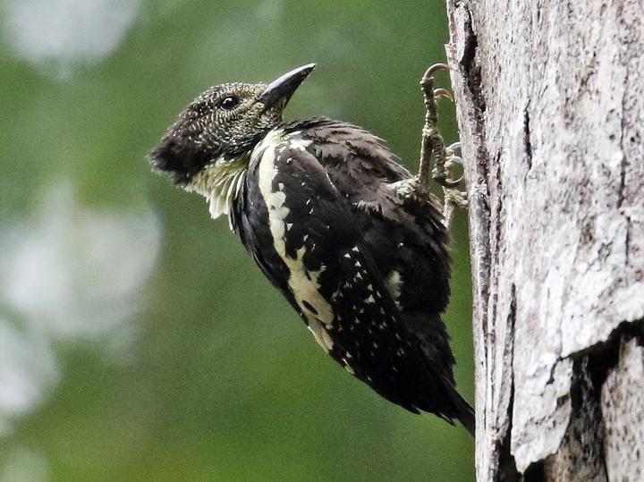 Black-and-buff Woodpecker
