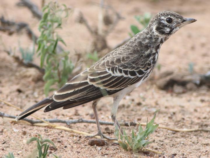 Dusky Lark