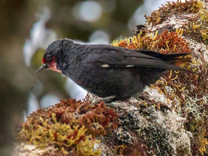 Black Sittella