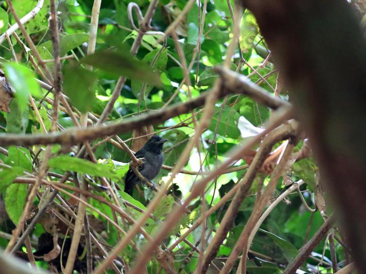 Blackish-grey Antshrike
