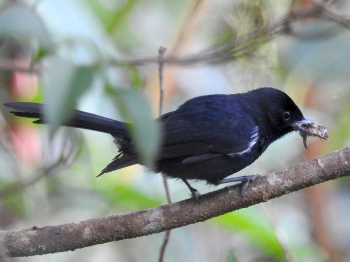 Black Monarch
