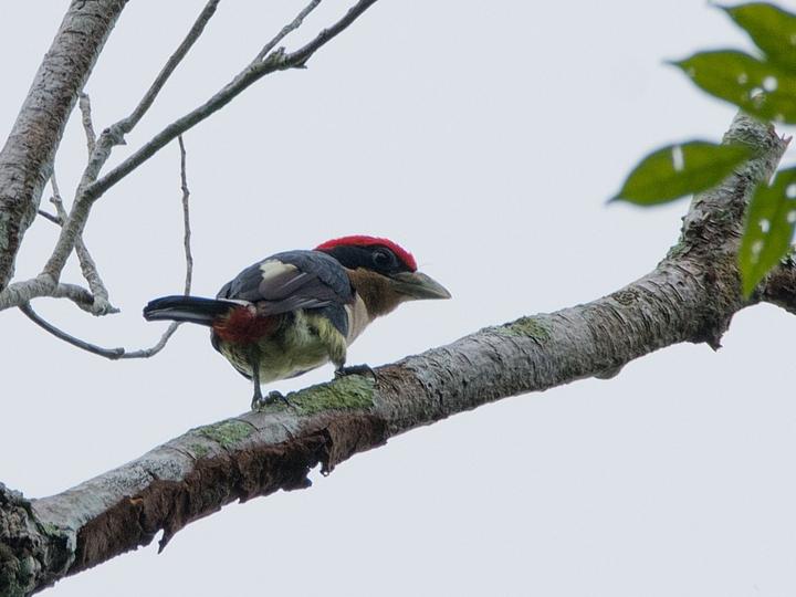 Black-girdled Barbet