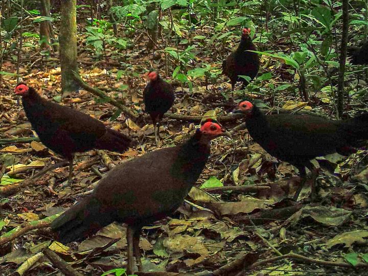 Black Guineafowl