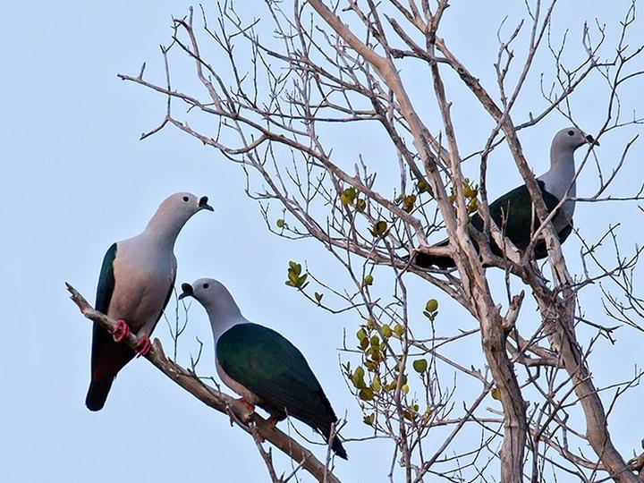 Spice Imperial Pigeon