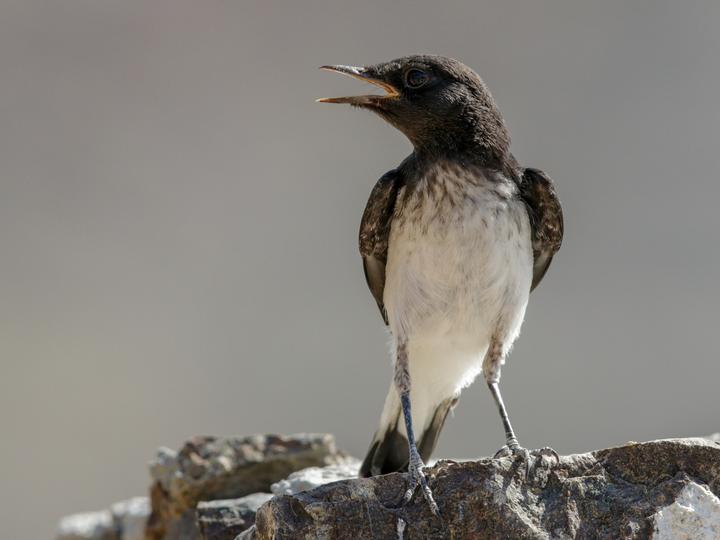 Hume's Wheatear