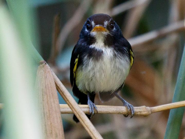 Black-and-white Tody-Flycatcher