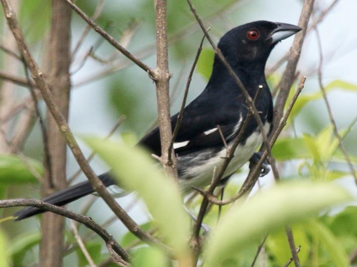 Black-and-white Tanager