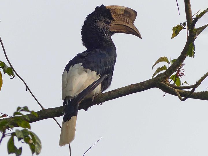 Black-and-white-casqued Hornbill