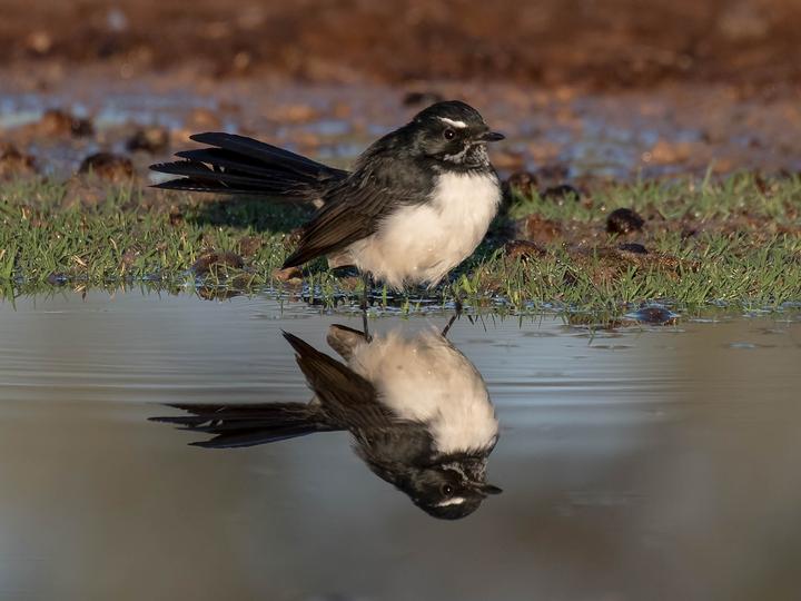 Willie Wagtail