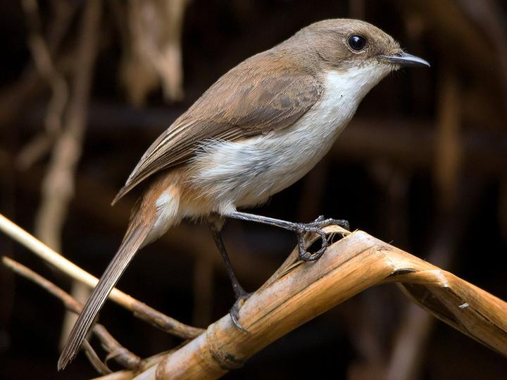 Jerdon's Bush Chat