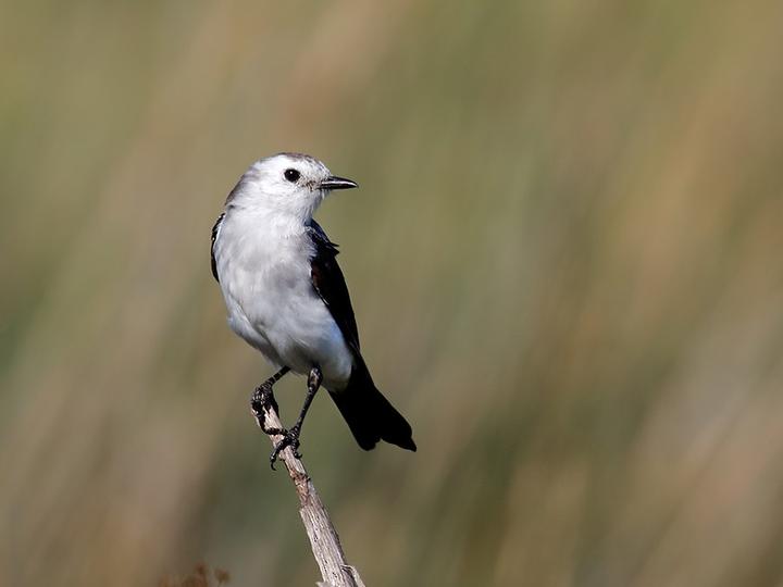 Black-and-white Monjita