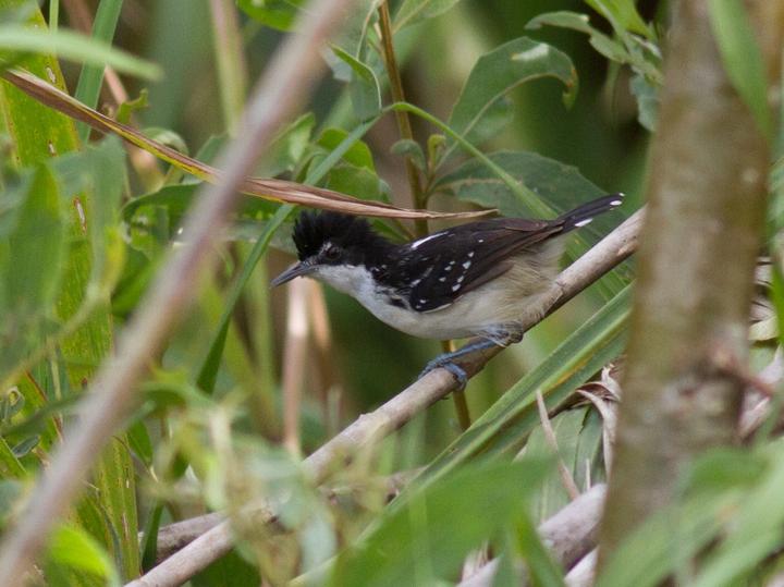 Black-and-white Antbird