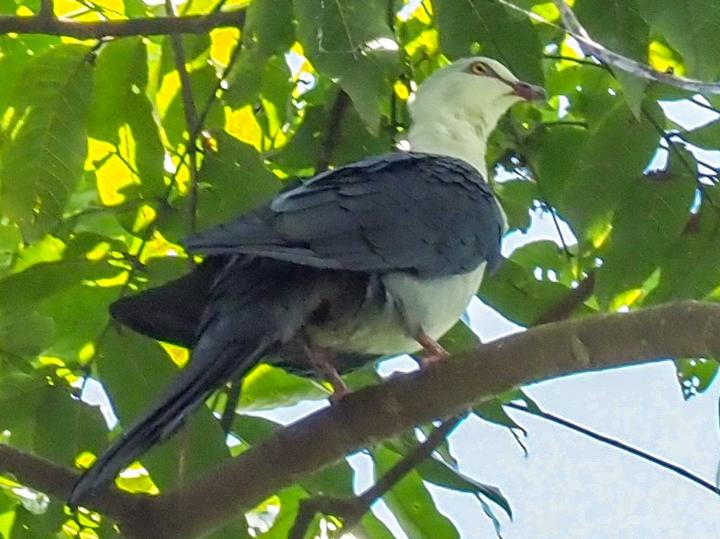 Pied Cuckoo-Dove