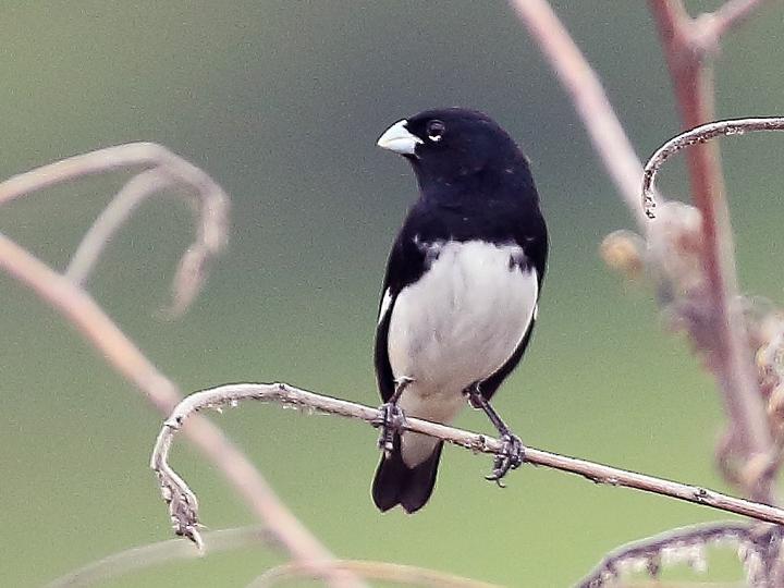 Black-and-white Seedeater