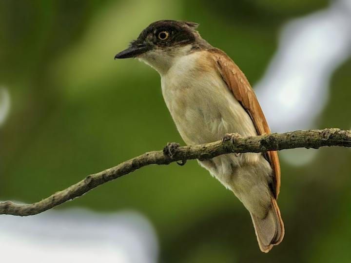 Black-and-white Shrike-flycatcher