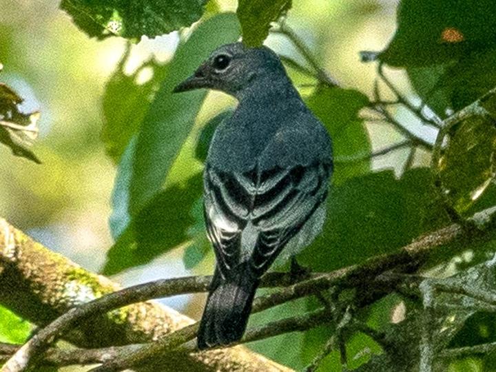 Black-and-white Triller