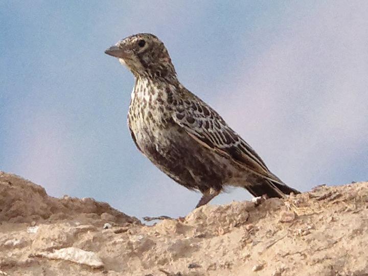 Black Lark