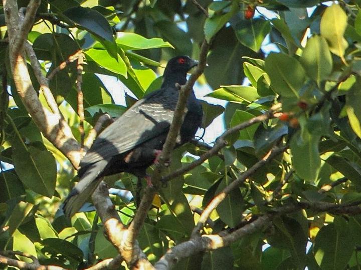 Black Imperial Pigeon