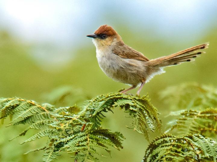 Black-lored Cisticola