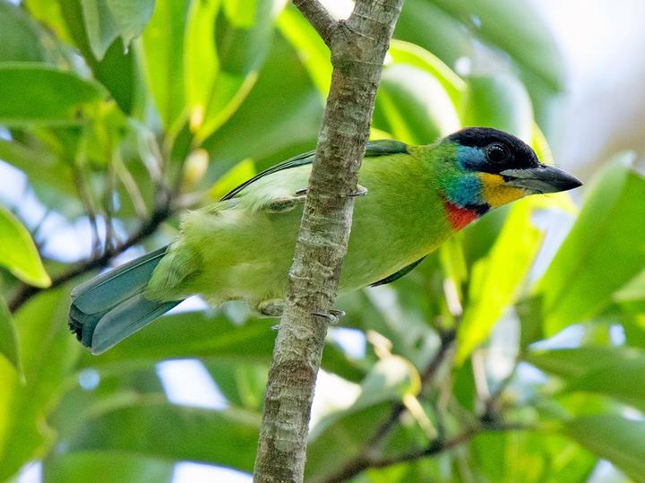 Chinese Barbet
