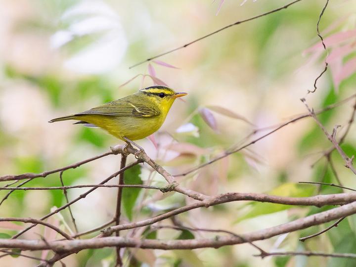 Sulphur-breasted Warbler