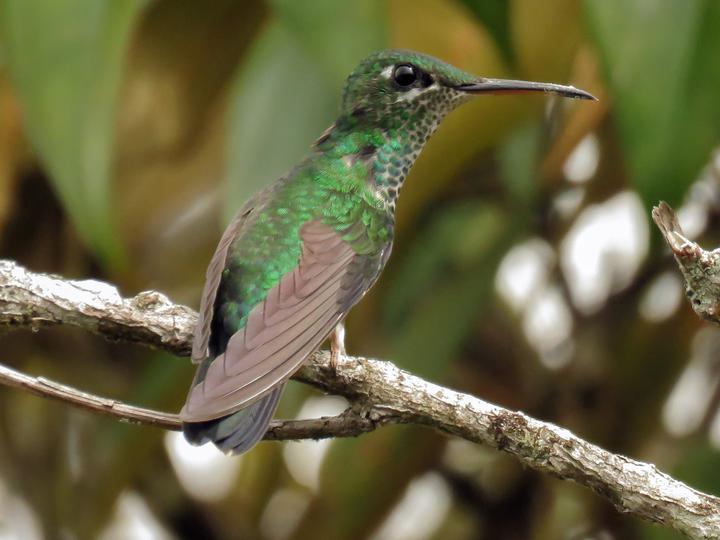 Velvet-browed Brilliant