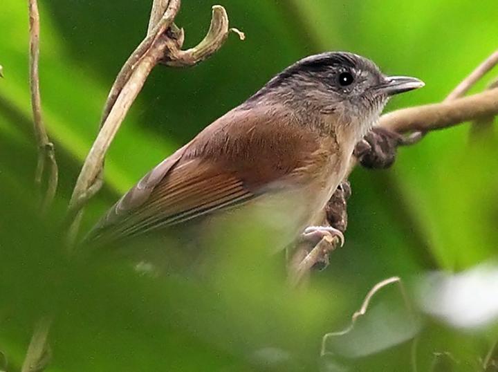 Black-browed Fulvetta