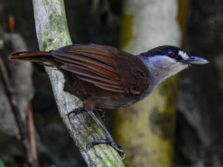 Black-browed Babbler