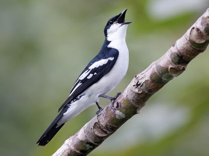 Black-browed Triller