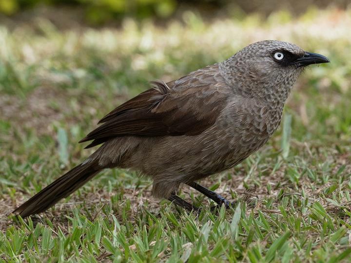 Black-lored Babbler