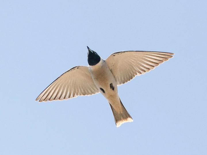 Masked Woodswallow