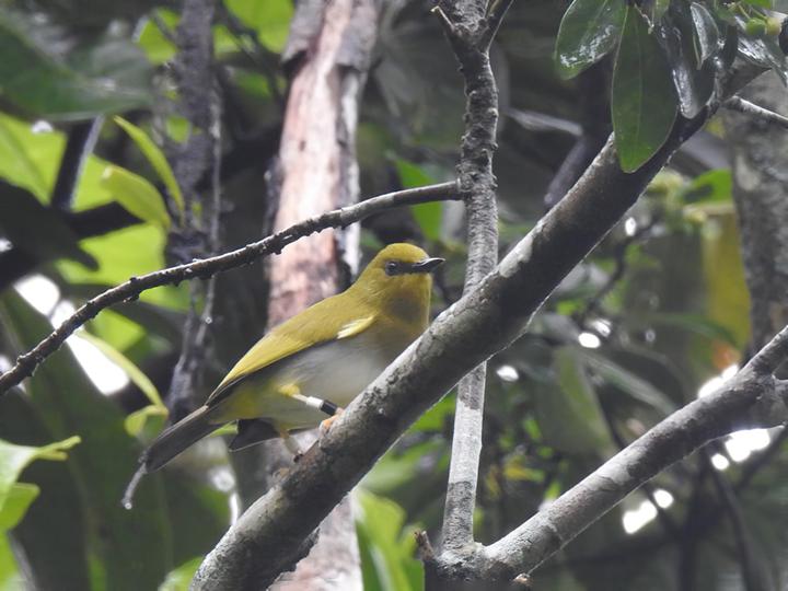 Dark-eyed White-eye
