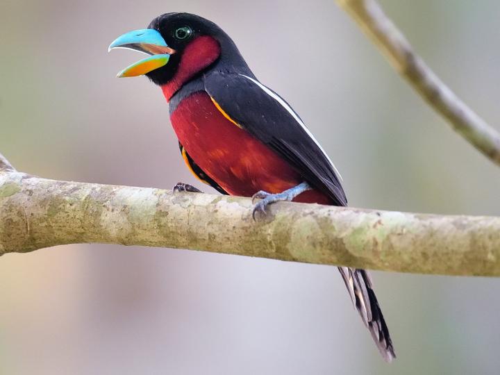 Black-and-red Broadbill