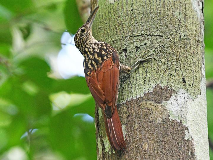 Black-striped Woodcreeper