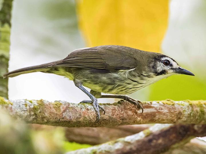 Negros Striped Babbler