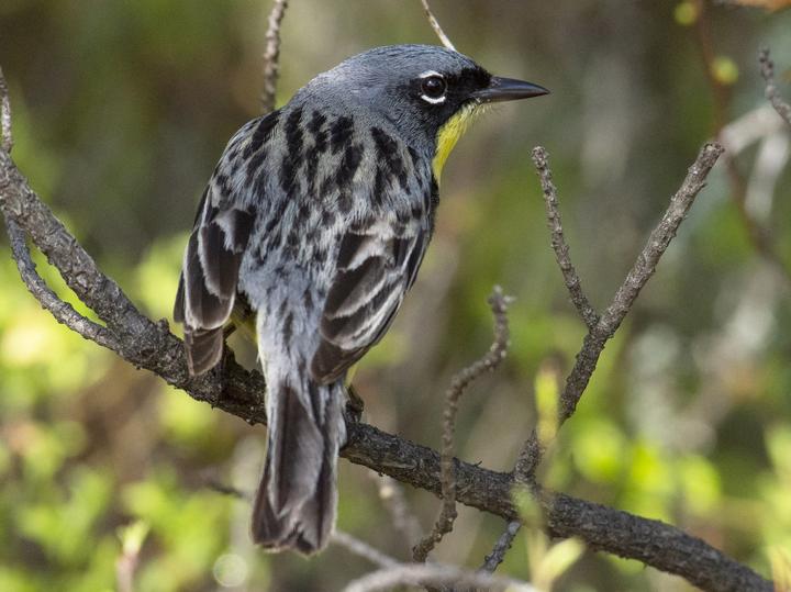 Kirtland's Warbler