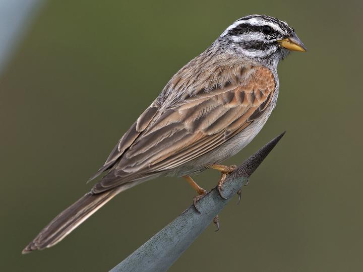Striolated Bunting