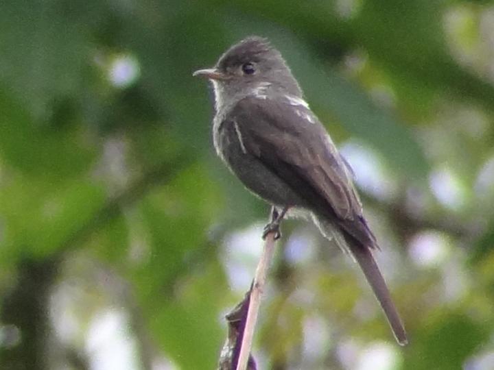 Blackish Pewee