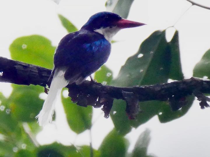 Kofiau Paradise Kingfisher
