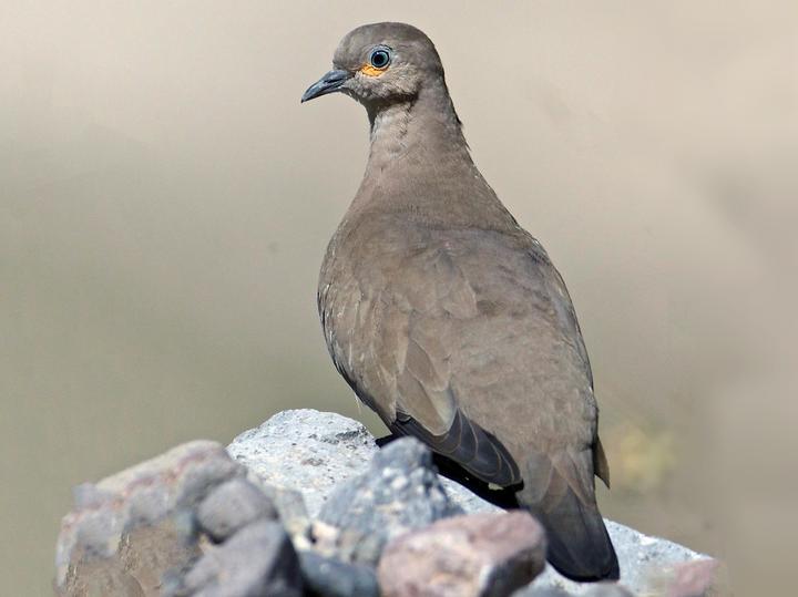Black-winged Ground Dove