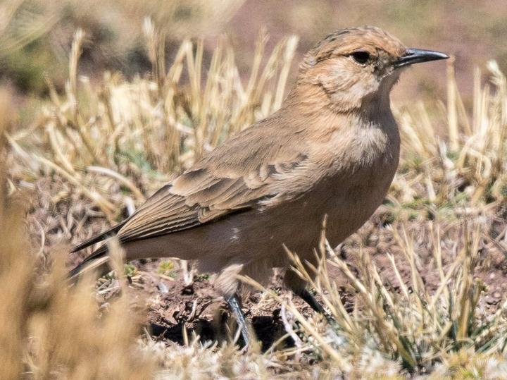Dark-winged Miner