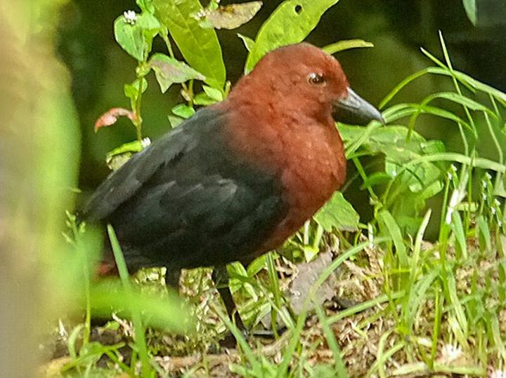Forbes's Forest Rail