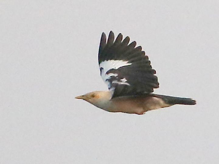Black-winged Myna