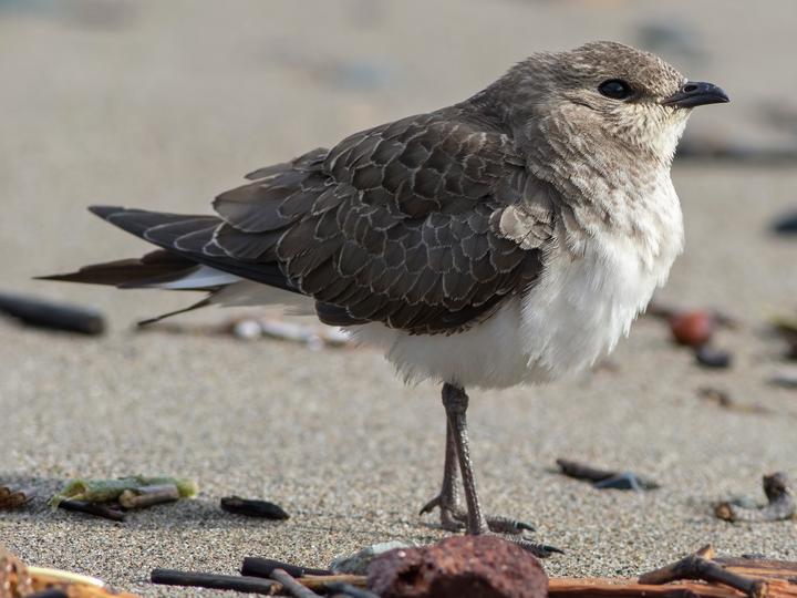 Black-winged Pratincole