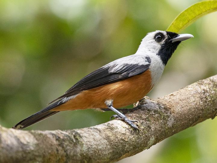 Black-winged Monarch